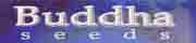 budda: banco de semillas para el cultivo de marihuana